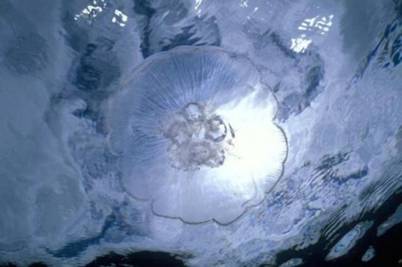 Underwater... (105 pics)