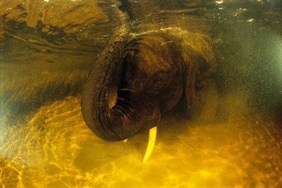 Underwater... (105 pics)