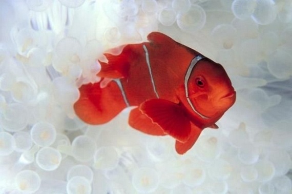 Underwater... (105 pics)