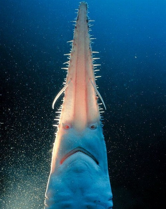 Underwater... (105 pics)