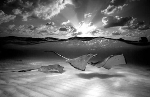 Underwater... (105 pics)
