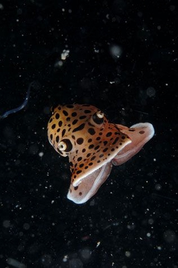 Underwater... (105 pics)