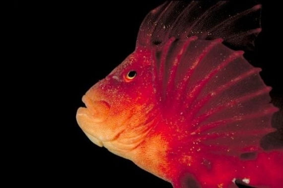 Underwater... (105 pics)