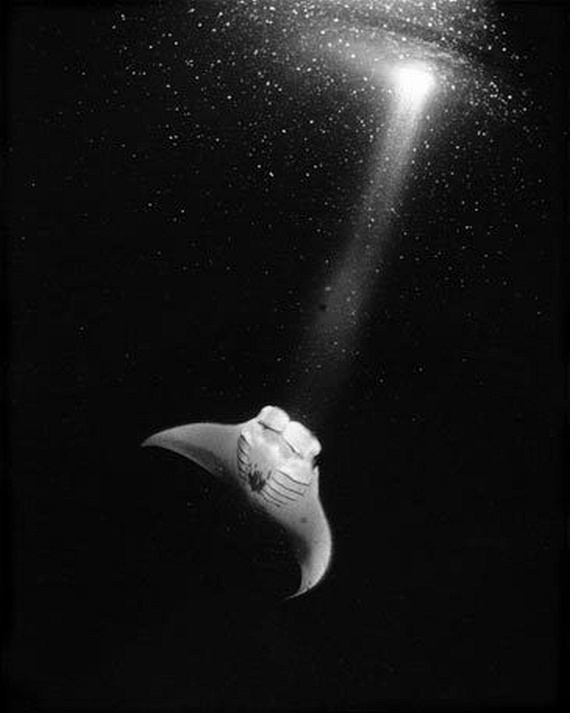 Underwater... (105 pics)