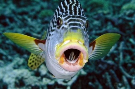 Underwater... (105 pics)