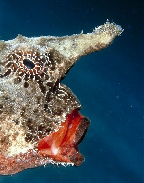Underwater... (105 pics)