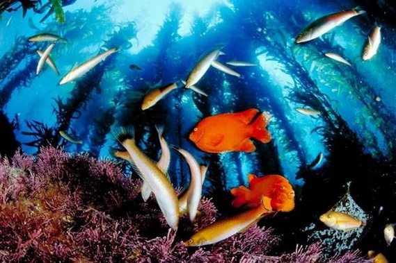 Underwater... (105 pics)