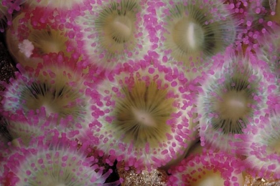 Underwater... (105 pics)