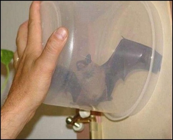Funny picdump (215 pics)