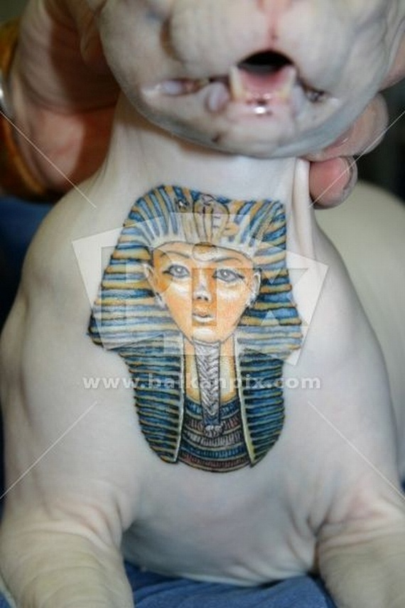 Tattooed Cat (15 pics)