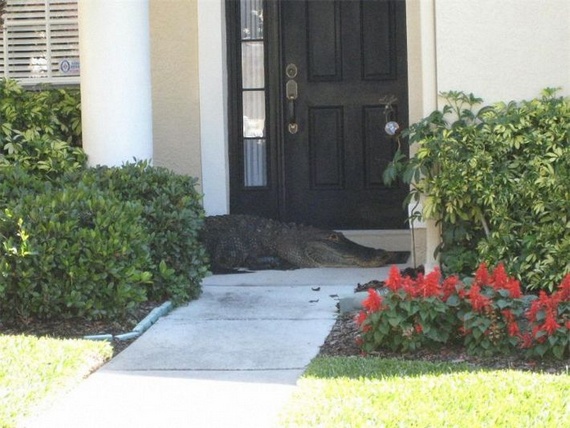 Surprise at home (14 pics)