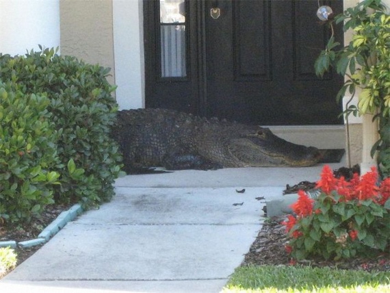 Surprise at home (14 pics)