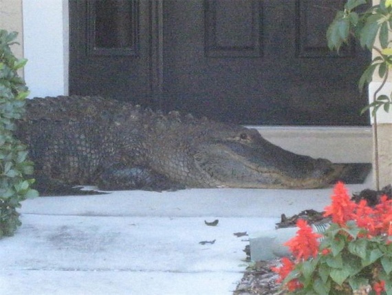 Surprise at home (14 pics)
