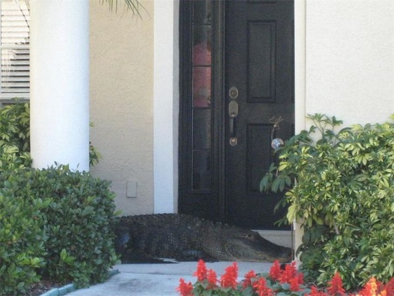 Surprise at home (14 pics)