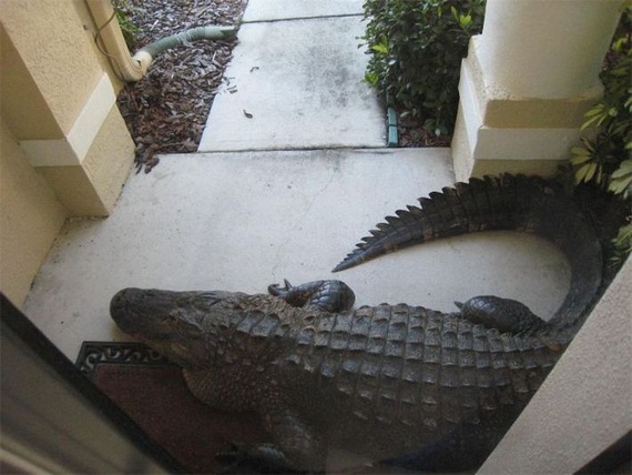 Surprise at home (14 pics)
