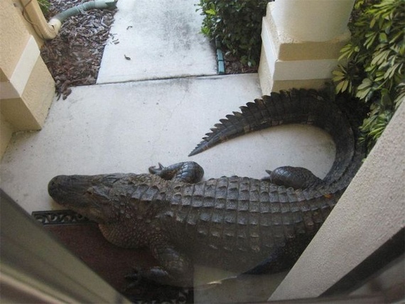 Surprise at home (14 pics)