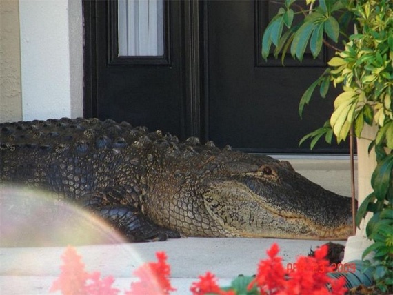 Surprise at home (14 pics)
