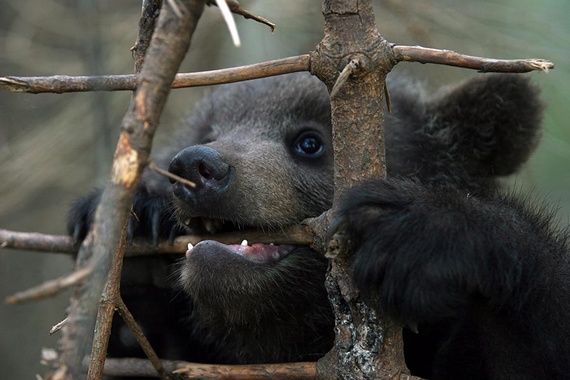 Rescuing Orphan Bear Cubs (12 pics)