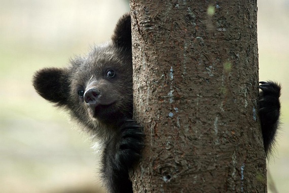 Rescuing Orphan Bear Cubs (12 pics)