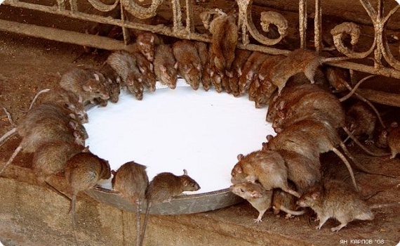 Rats Rule at Indian Temple (23 pics)