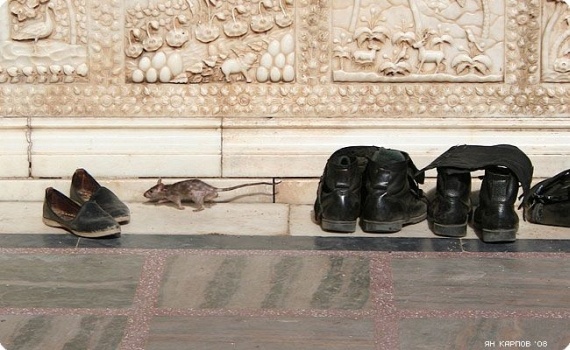 Rats Rule at Indian Temple (23 pics)