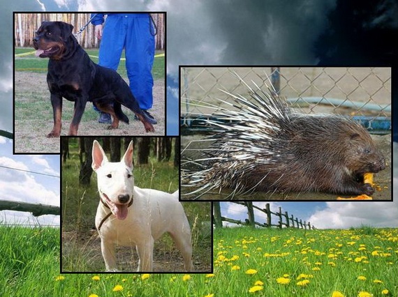 Dogs vs. Porcupine (7 pics)