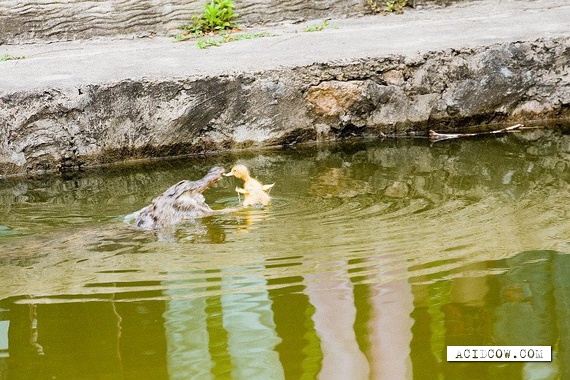 Crocodile vs. Duckling (3 pics)