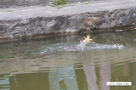 Crocodile vs. Duckling (3 pics)
