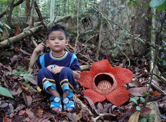 Rafflesia (17 pics)