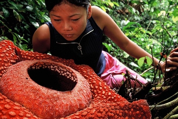 Rafflesia (17 pics)