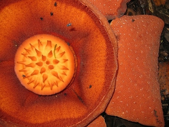 Rafflesia (17 pics)