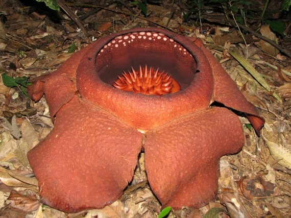 Rafflesia (17 pics)