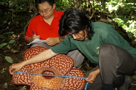 Rafflesia (17 pics)