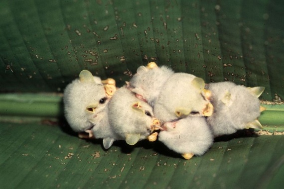 Honduran white bat (9 pics)