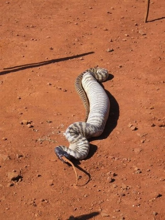 Snake eating a goanna (11 pics)