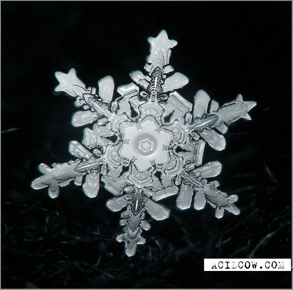 The snow-flakes is a miracle of nature (25 pics)