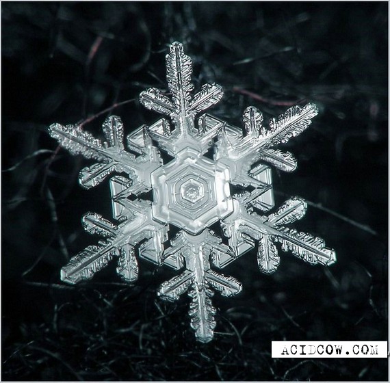 The snow-flakes is a miracle of nature (25 pics)