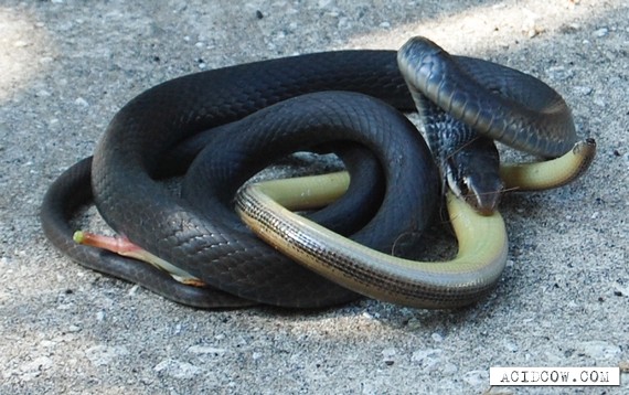 Snake Eating Snake (11 pics)