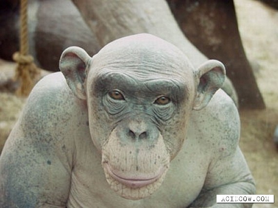 The Bald Chimpanzee (7 pics)