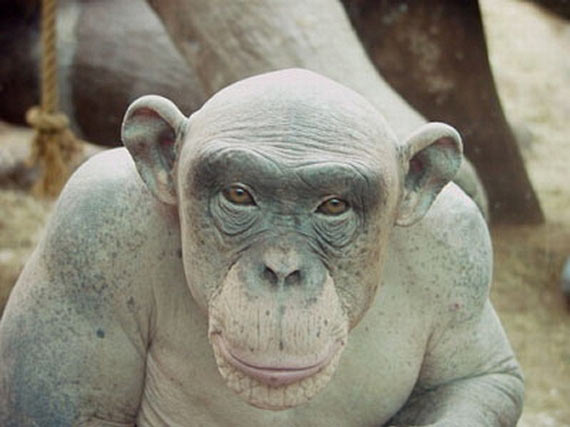 The Bald Chimpanzee (7 pics)
