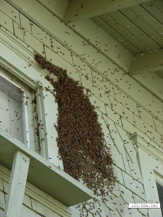 Bees attack (6 pics)