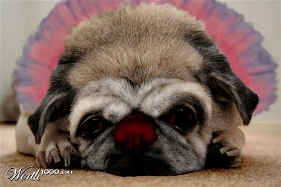 Animals in the role of clowns (43 pics)