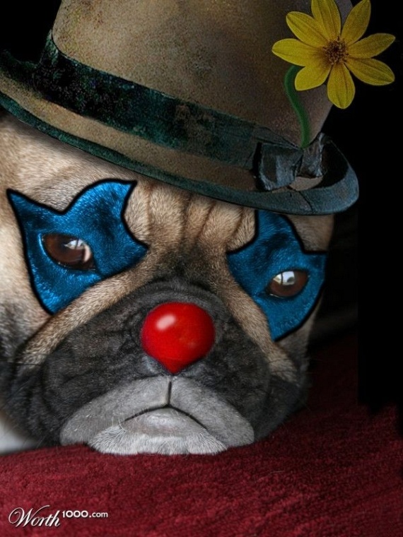 Animals in the role of clowns (43 pics)