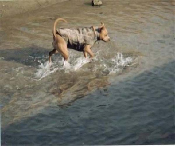 The fishing dog (9 pics)