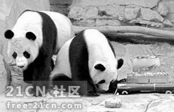 Panda "Porn" (6 pics)