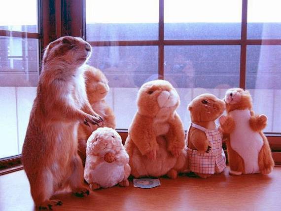 Funny picdump (91 pics)
