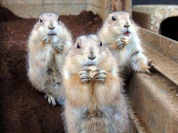 Funny picdump (91 pics)