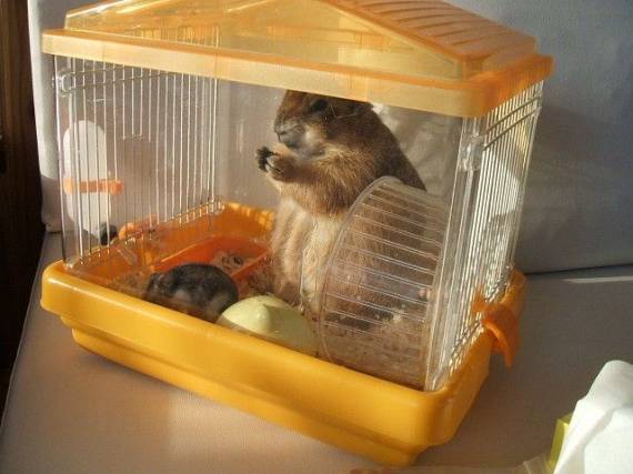 Funny picdump (91 pics)