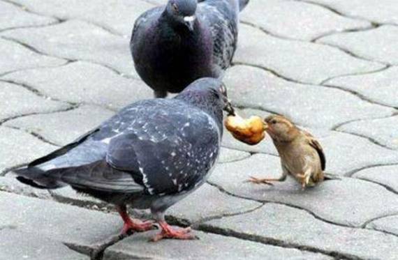 Funny picdump (91 pics)