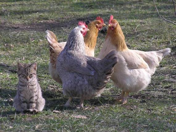 Funny picdump (91 pics)